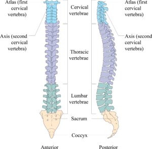 A detailed medical illustration of the human vertebral column showing the Cervical, Thoracic, Lumbar, and Sacral regions. The diagram highlights the vertebrae, intervertebral discs, and spinal nerves, used for patient education at ISPC Clinics in Wave City, Ghaziabad, to explain conditions like slip disc and sciatica.